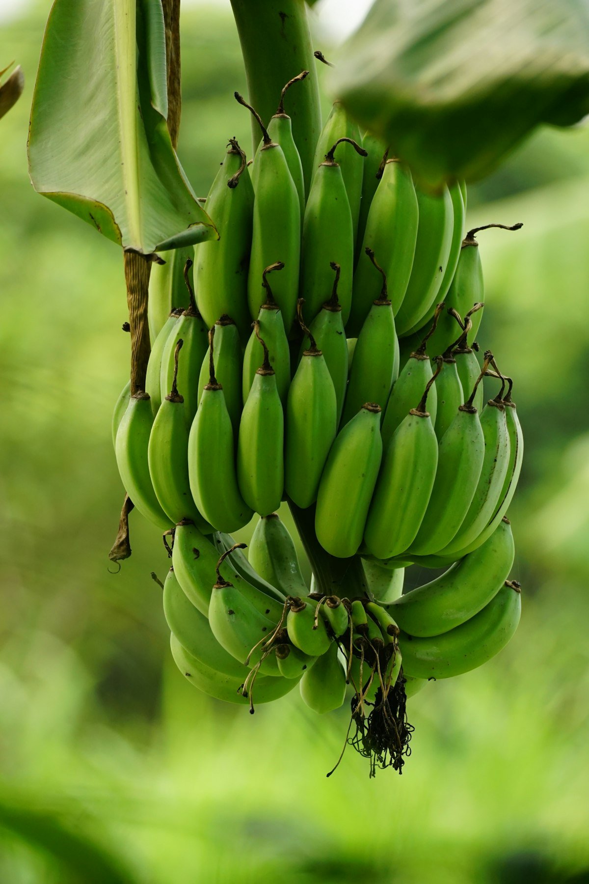 Fresh local bananas growing on the plant