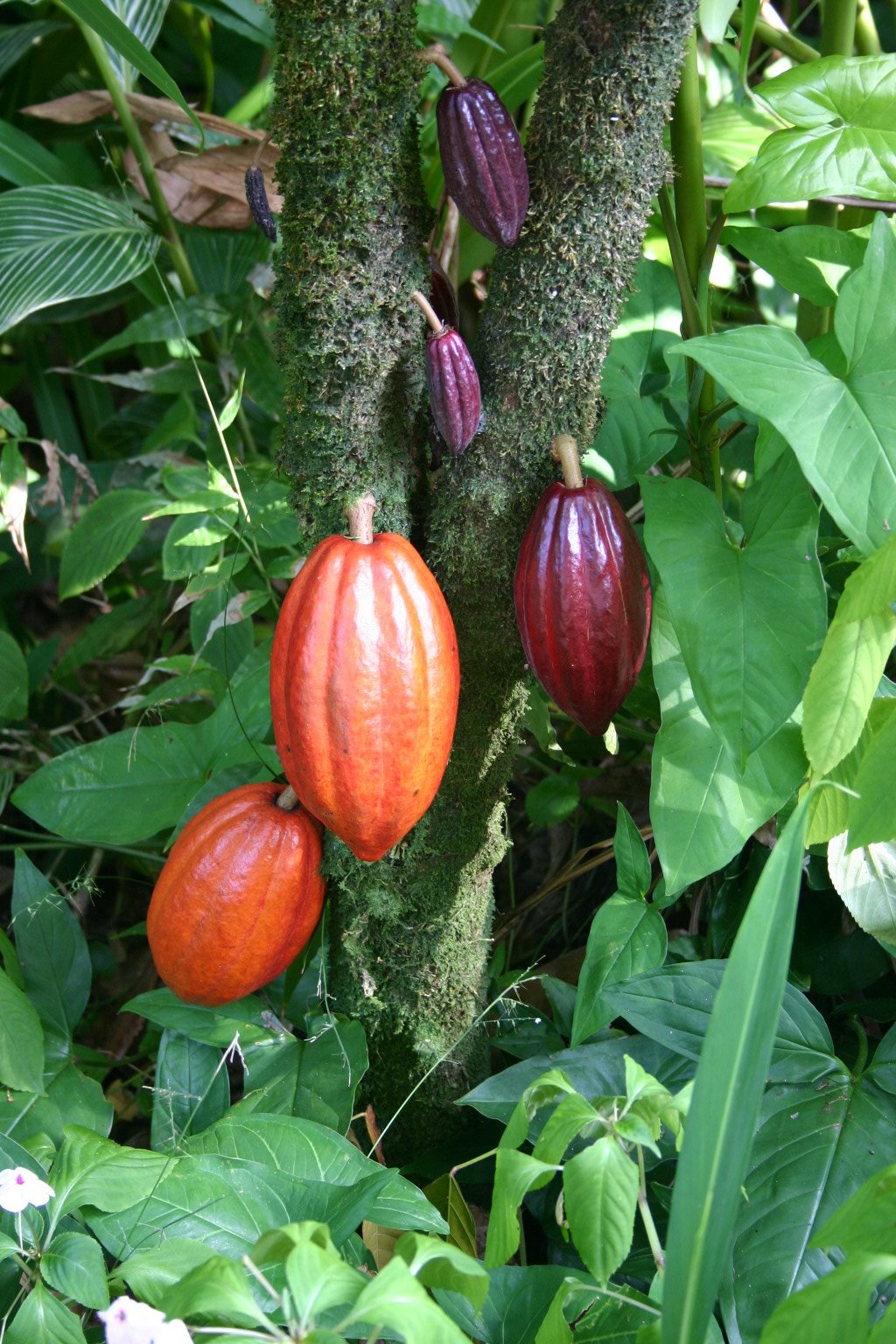 Fresh local cocoa pods growing on the tree